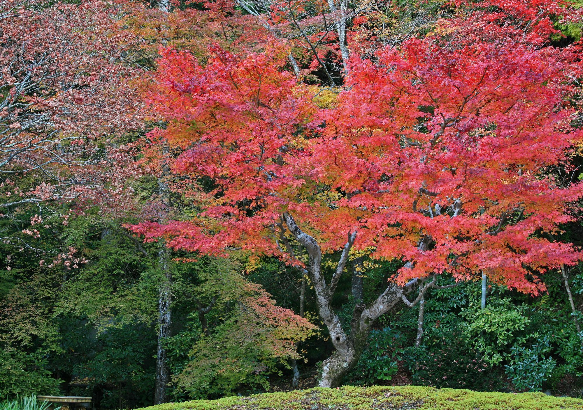 Sojiin Hotel Koyasan Bagian luar foto
